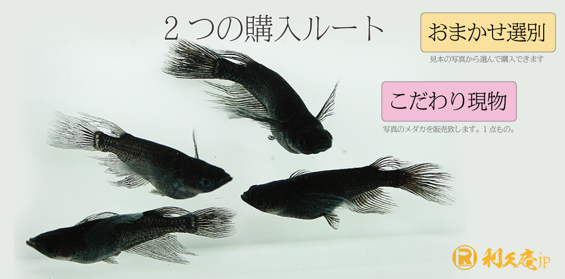 三色ラメのメダカの販売と通販サイトです。