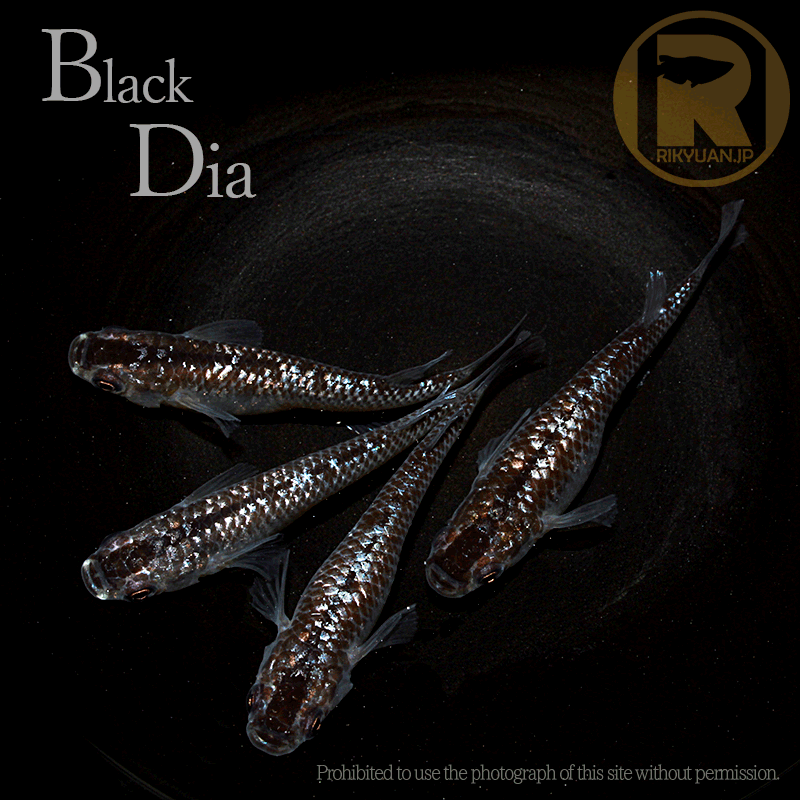 ブラックダイヤ 2ペア/ 黒系メダカの2枚目のメダカ