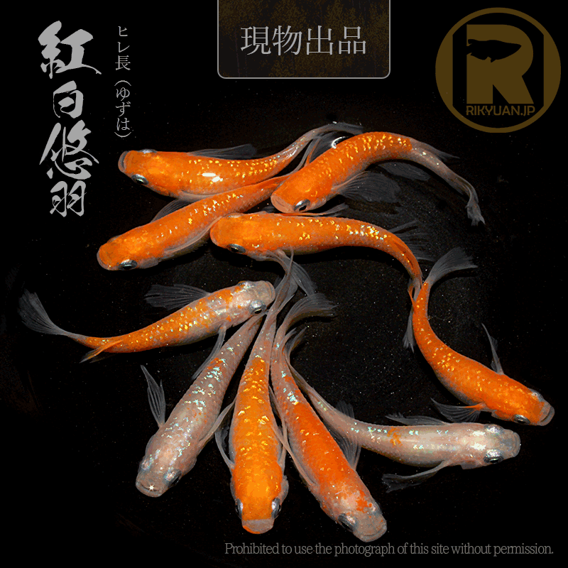 【現物販売】紅白悠羽〈5ペア〉25C16-1