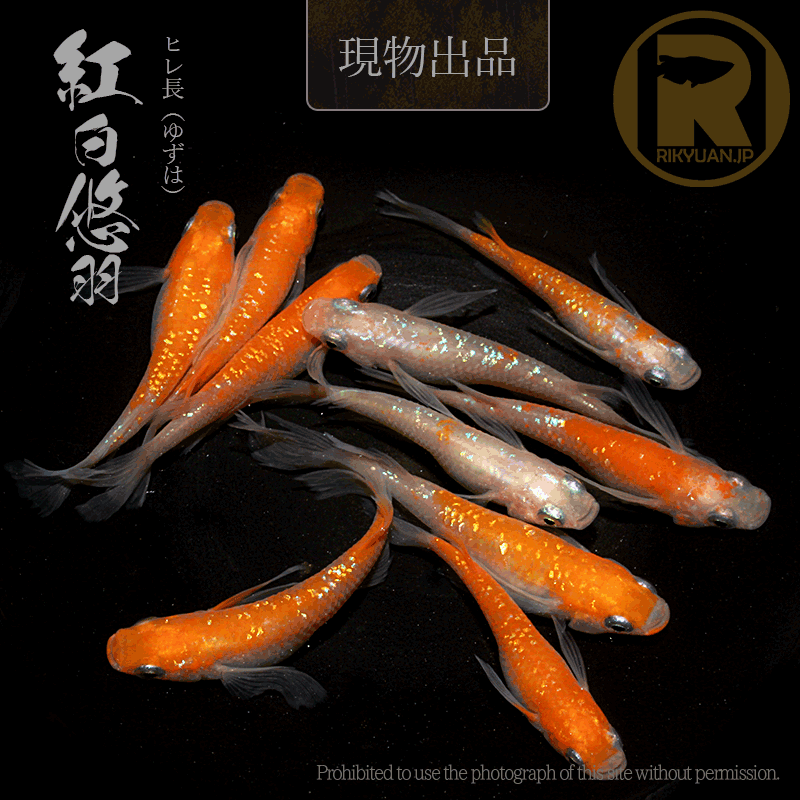 【現物販売】紅白悠羽〈5ペア〉25C16-1の1枚目のメダカ