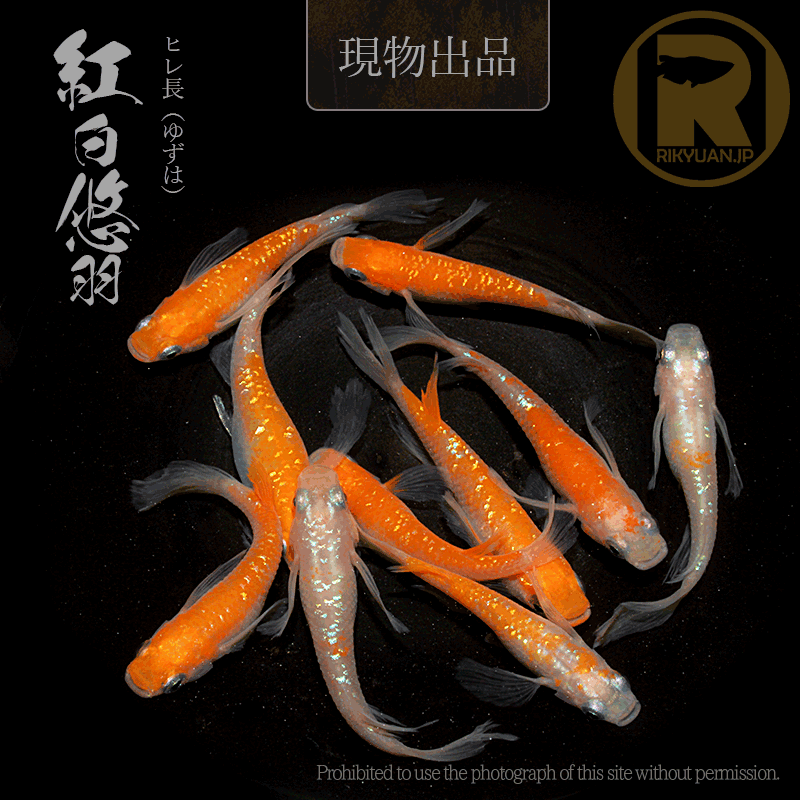 【現物販売】紅白悠羽〈5ペア〉25C16-1の2枚目のメダカ