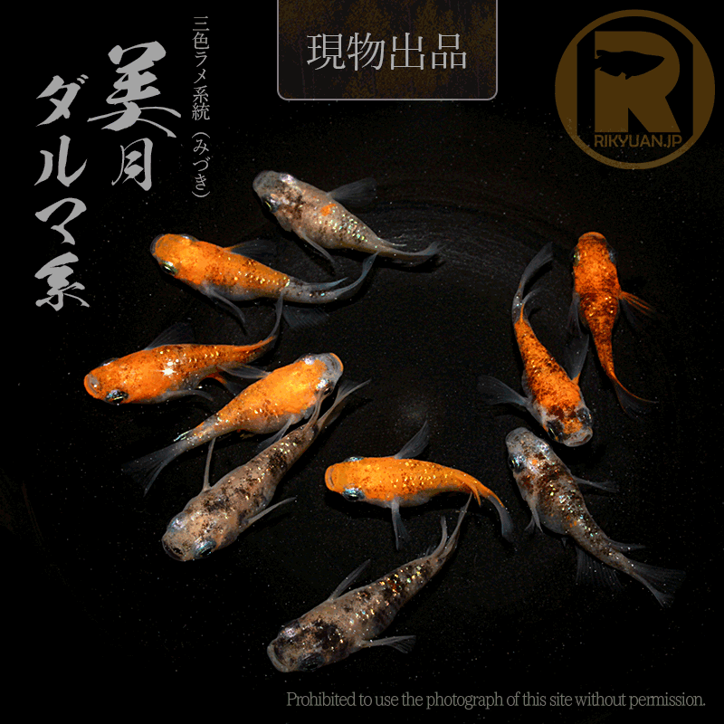 【現物販売】美月ダルマ系〈5ペア〉25C16-2