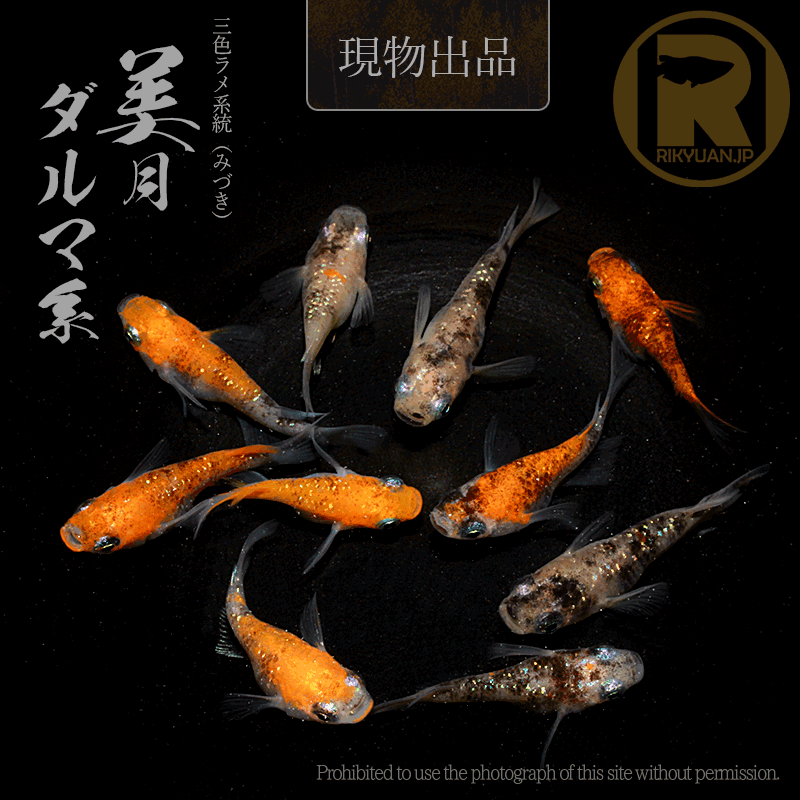 【現物販売】美月ダルマ系〈5ペア〉25C16-2の1枚目のメダカ