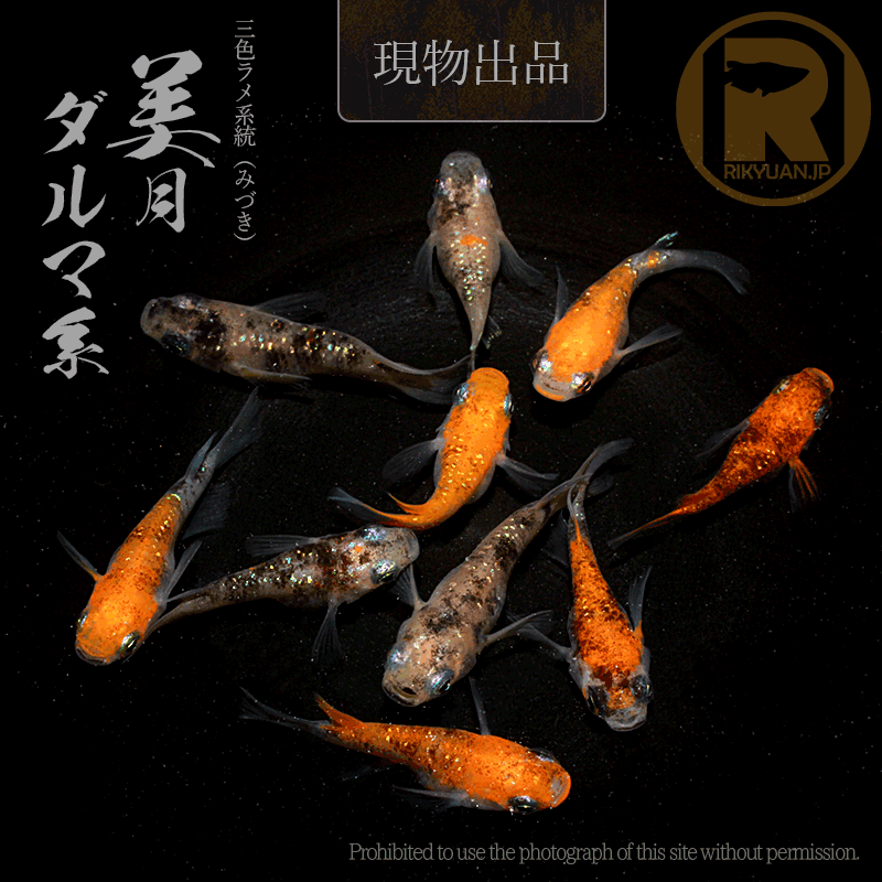 【現物販売】美月ダルマ系〈5ペア〉25C16-2の2枚目のメダカ