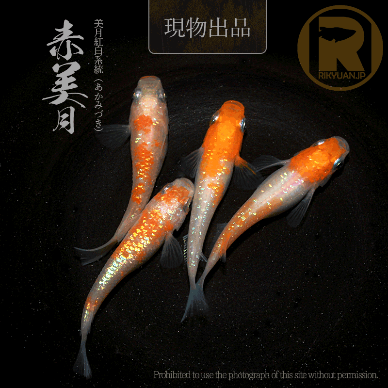 【現物販売】赤美月〈2ペア〉25C16-3