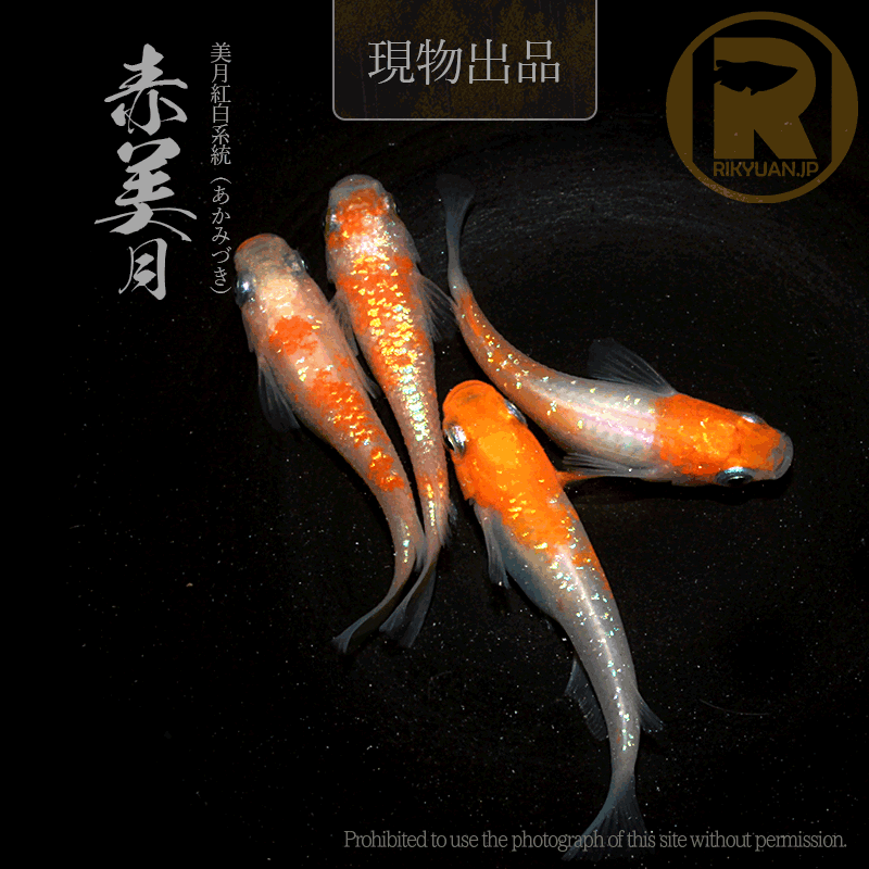【現物販売】赤美月〈2ペア〉25C16-3の1枚目のメダカ