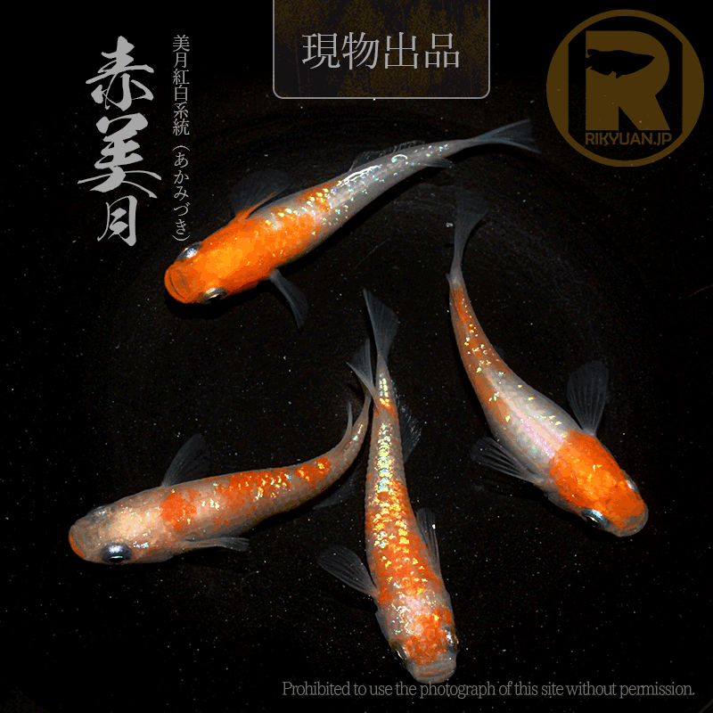【現物販売】赤美月〈2ペア〉25C16-3の2枚目のメダカ