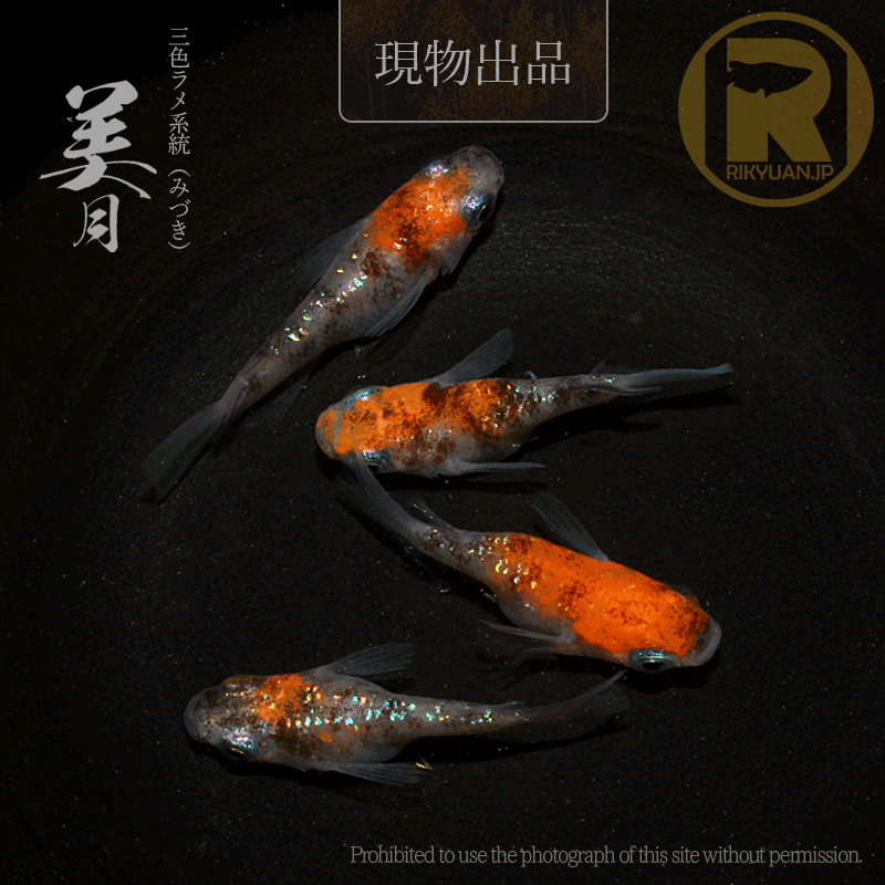 【現物販売】美月ダルマ系〈2ペア〉25C16-4