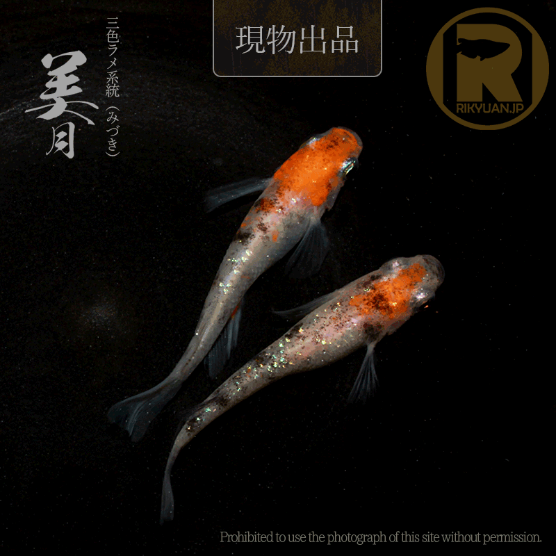 【現物販売】美月〈1ペア〉25C16-5の1枚目のメダカ