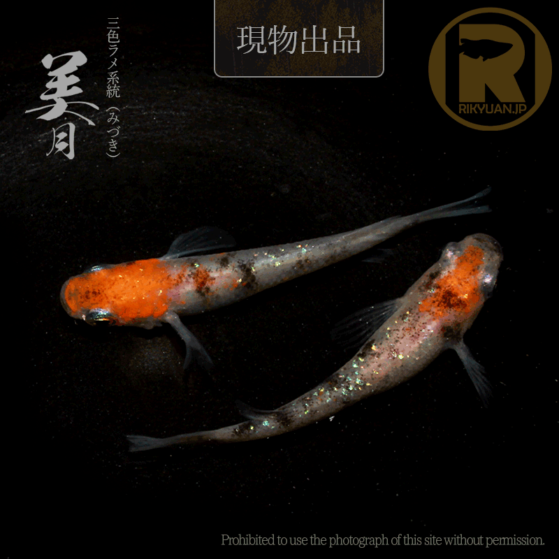 【現物販売】美月〈1ペア〉25C16-5