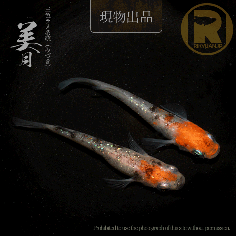 【現物販売】美月〈1ペア〉25C16-5の3枚目のメダカ