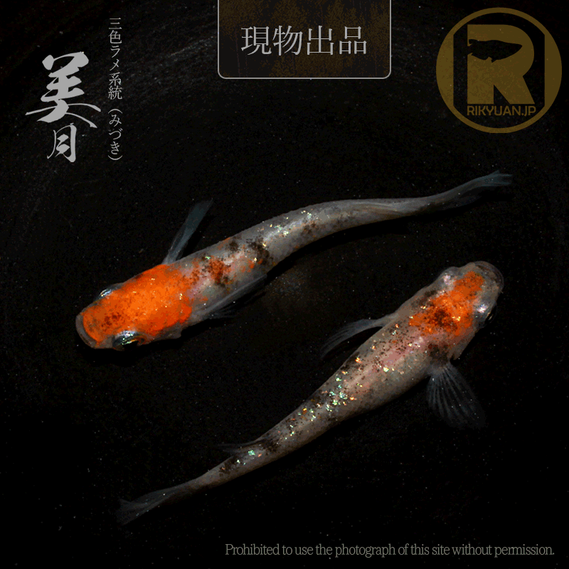 【現物販売】美月〈1ペア〉25C16-5の2枚目のメダカ