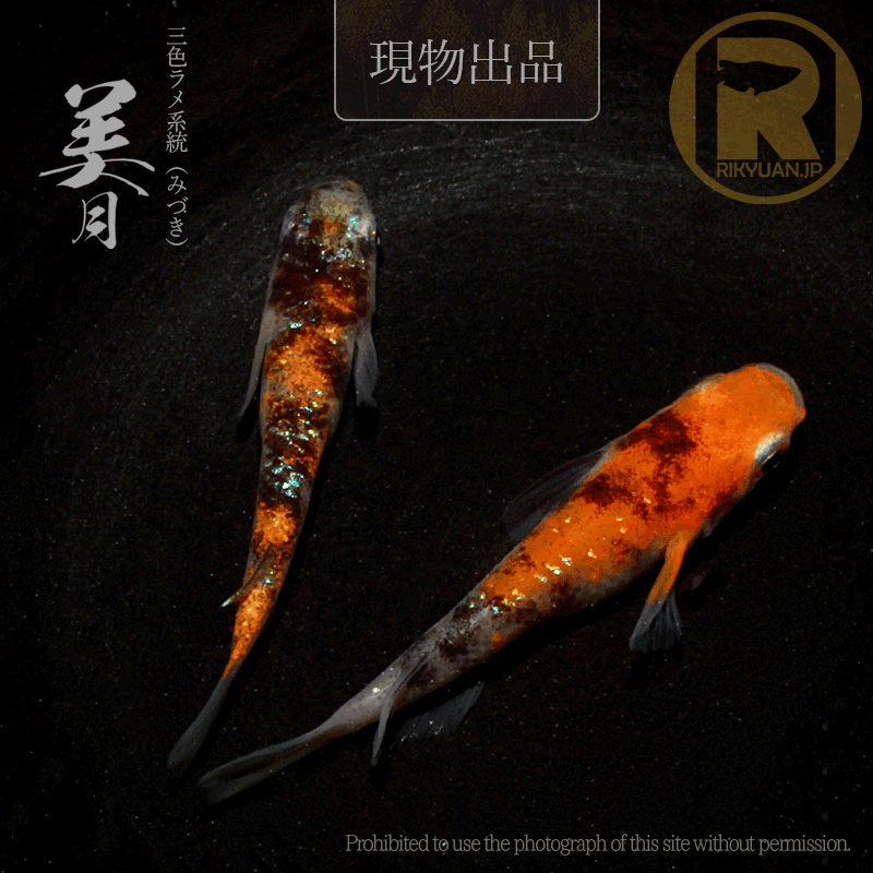 【現物販売】美月〈1ペア〉25C16-6