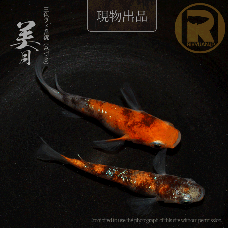 【現物販売】美月〈1ペア〉25C16-6の1枚目のメダカ