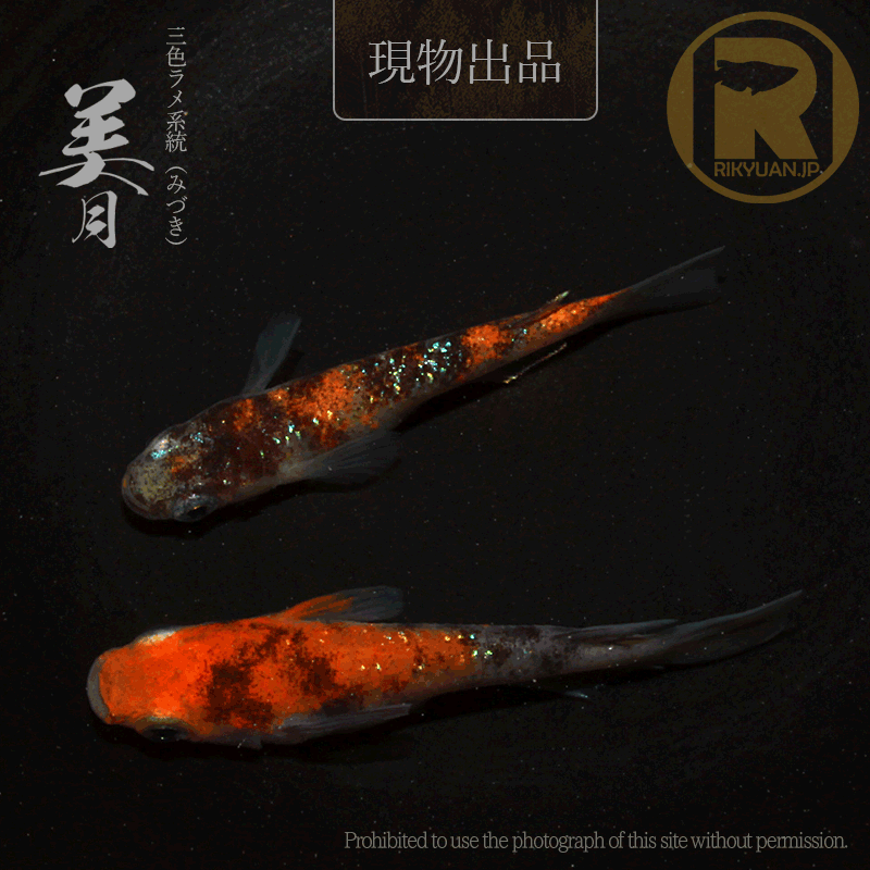 【現物販売】美月〈1ペア〉25C16-6の2枚目のメダカ