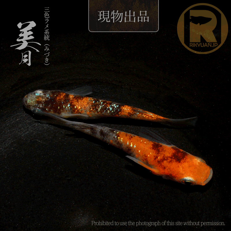 【現物販売】美月〈1ペア〉25C16-6の3枚目のメダカ