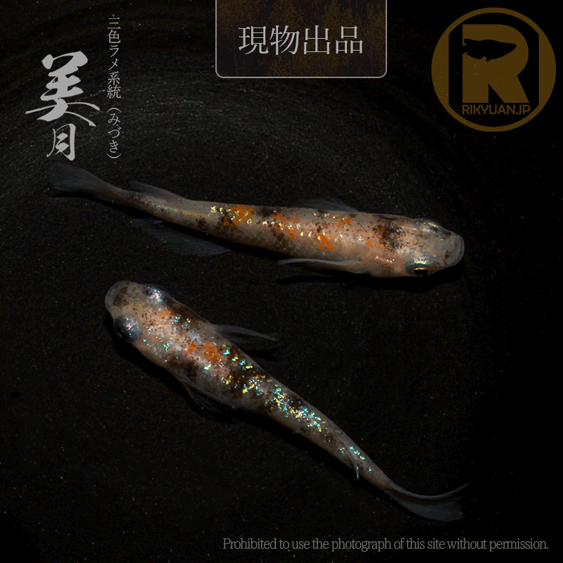 【現物販売】美月〈1ペア〉25C16-7の1枚目のメダカ