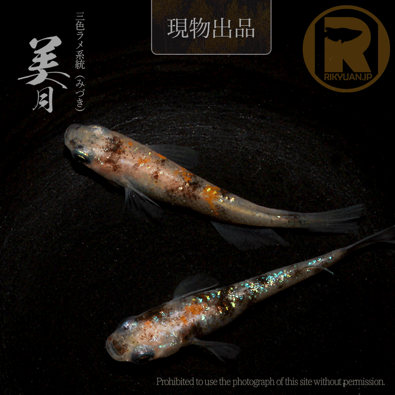 【現物販売】美月〈1ペア〉25C16-7の2枚目のメダカ