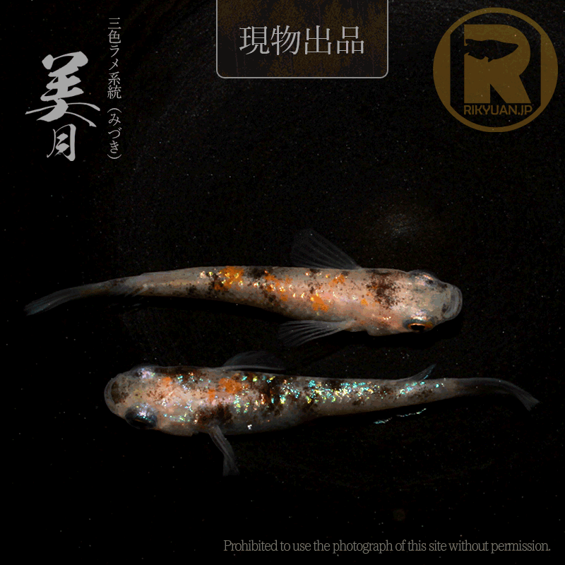 【現物販売】美月〈1ペア〉25C16-7