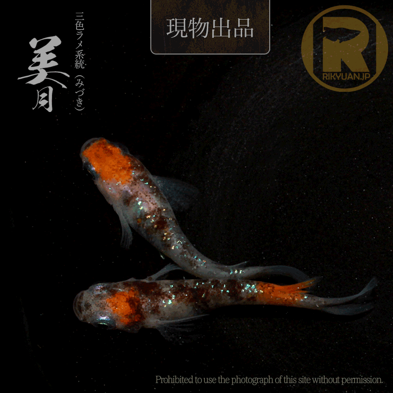 【現物販売】美月〈1ペア〉25C16-8