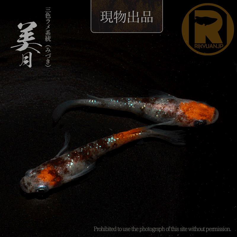 【現物販売】美月〈1ペア〉25C16-8の2枚目のメダカ