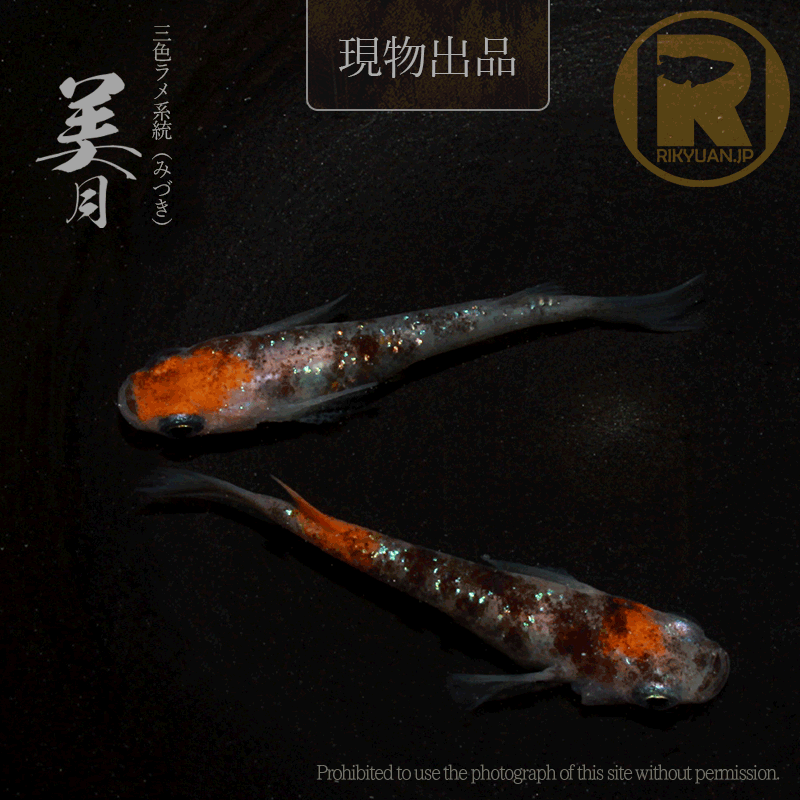 【現物販売】美月〈1ペア〉25C16-8の1枚目のメダカ