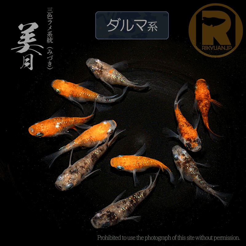 【選別漏れ】美月ダルマ系 5ペアのメダカ