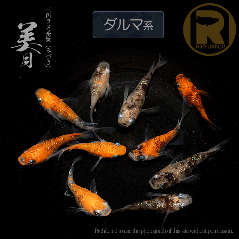 【選別漏れ】美月ダルマ系 5ペアの1枚目のメダカ