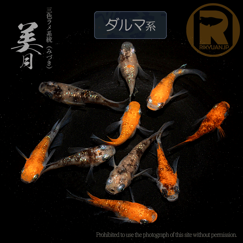 【選別漏れ】美月ダルマ系 5ペアの2枚目のメダカ