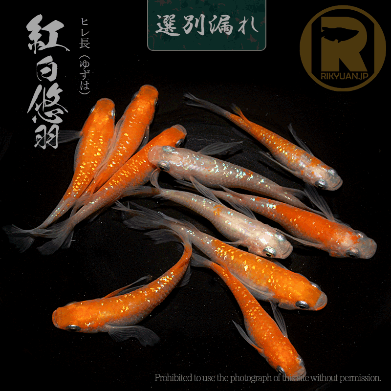 【選別漏れ】紅白悠羽 5ペアの1枚目のメダカ