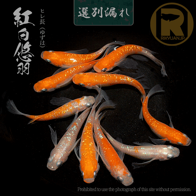 【選別漏れ】紅白悠羽 5ペアのメダカ