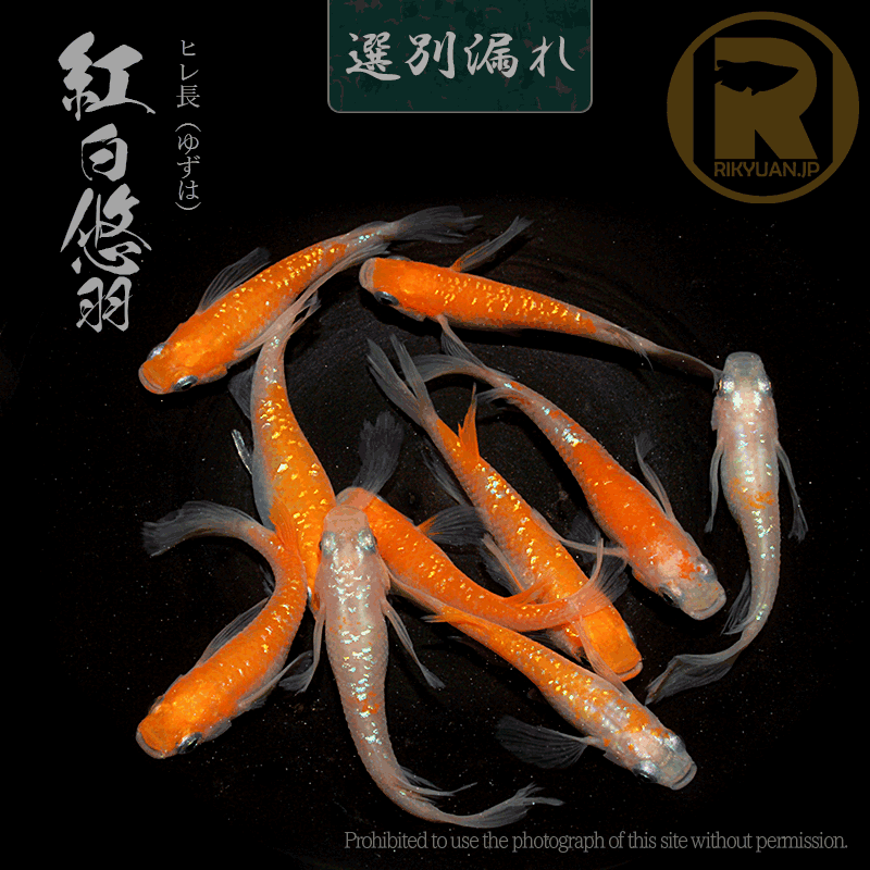 【選別漏れ】紅白悠羽 5ペアの2枚目のメダカ