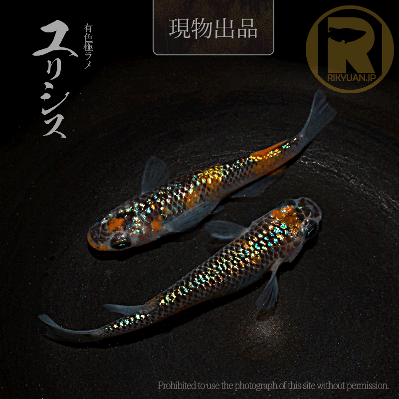 【現物販売】ユリシス〈1ペア〉25C22-3