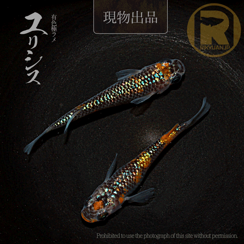 【現物販売】ユリシス〈1ペア〉25C22-3の1枚目のメダカ