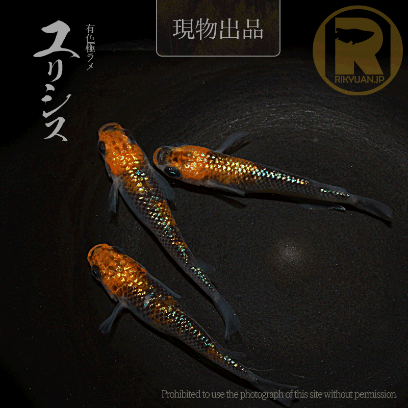 【現物販売】ユリシス〈オス1+メス２〉25C22-4