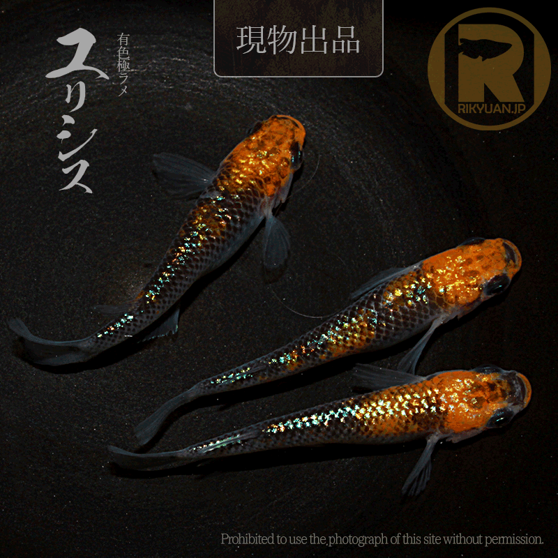 【現物販売】ユリシス〈オス1+メス２〉25C22-4の1枚目のメダカ