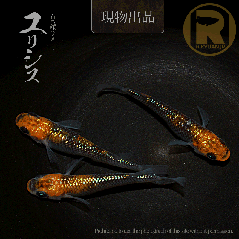 【現物販売】ユリシス〈オス1+メス２〉25C22-4の2枚目のメダカ