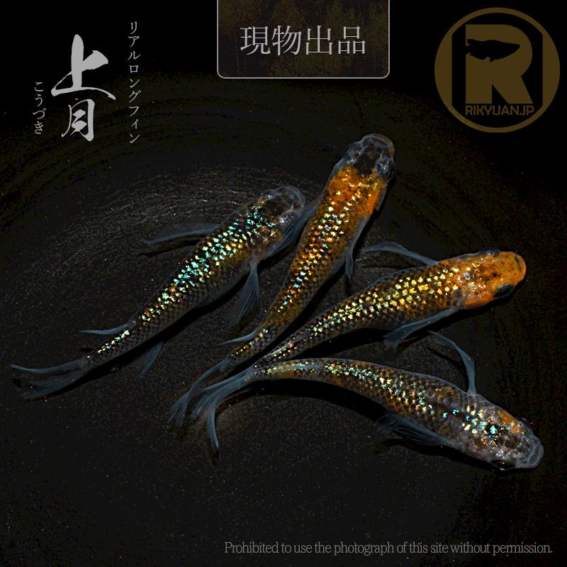 【現物販売】上月〈2ペア〉25C22-5