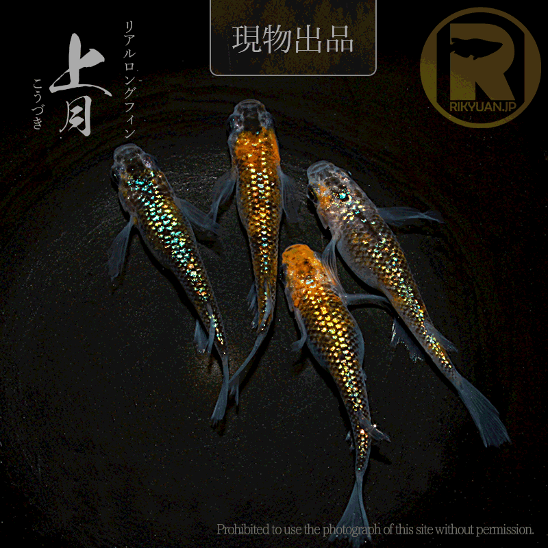 【現物販売】上月〈2ペア〉25C22-5の1枚目のメダカ