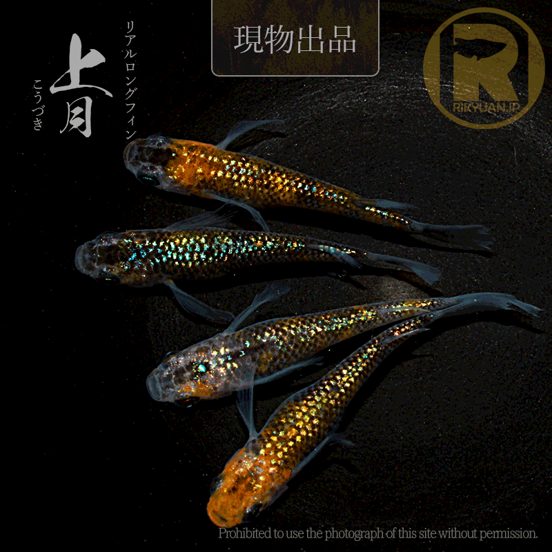 【現物販売】上月〈2ペア〉25C22-5の2枚目のメダカ