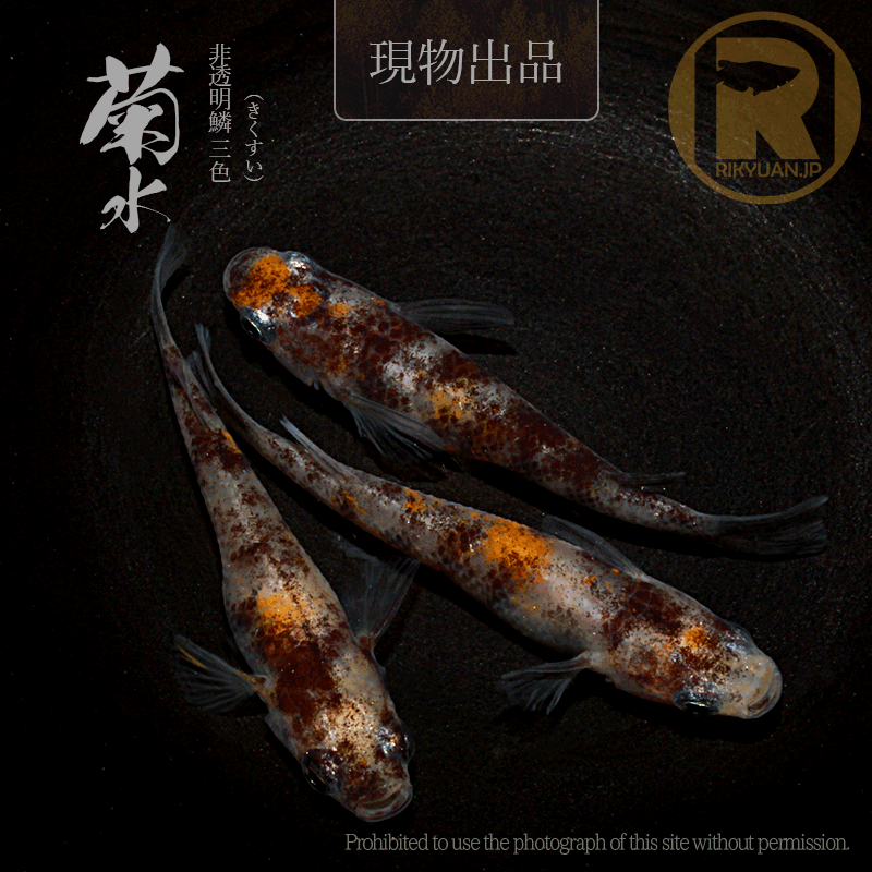 【現物販売】菊水〈オス1＋メス2〉25C22-6の1枚目のメダカ