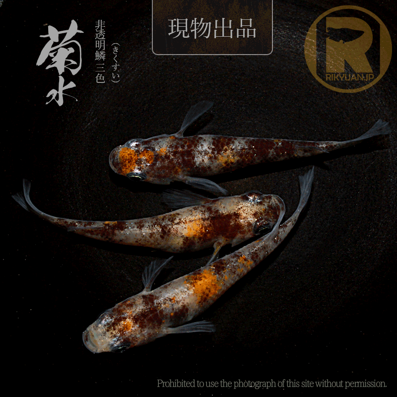 【現物販売】菊水〈オス1＋メス2〉25C22-6