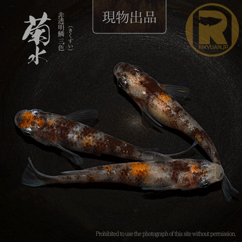 【現物販売】菊水〈オス1＋メス2〉25C22-6の2枚目のメダカ