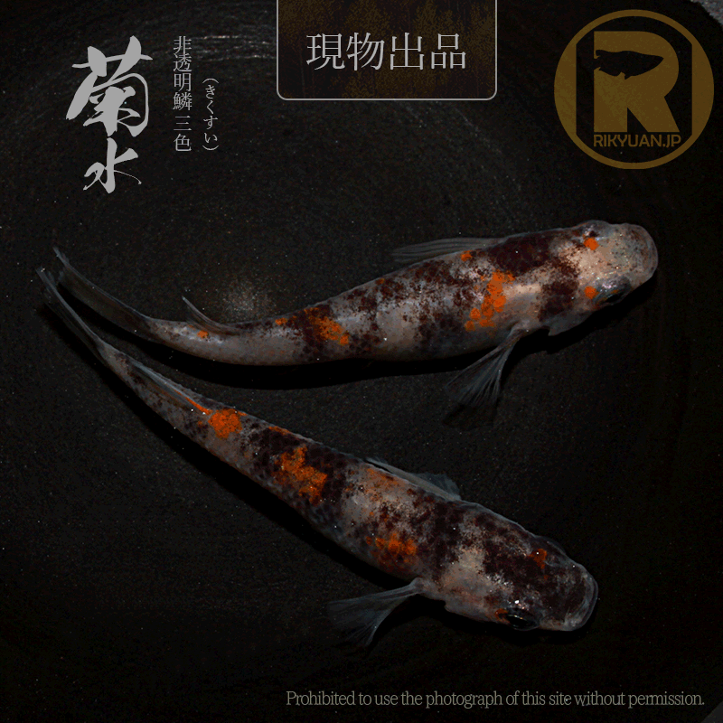 【現物販売】菊水〈1ペア〉25C22-7