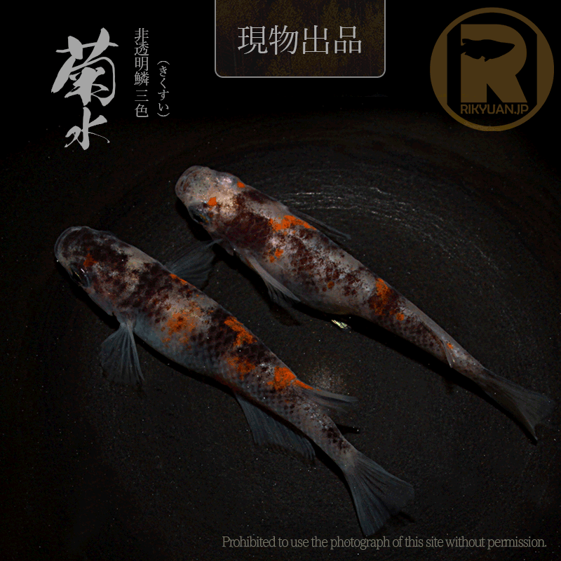 【現物販売】菊水〈1ペア〉25C22-7の1枚目のメダカ