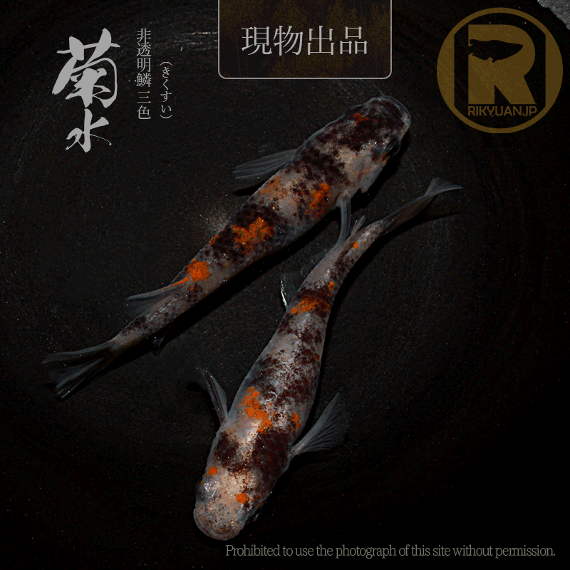 【現物販売】菊水〈1ペア〉25C22-7の2枚目のメダカ