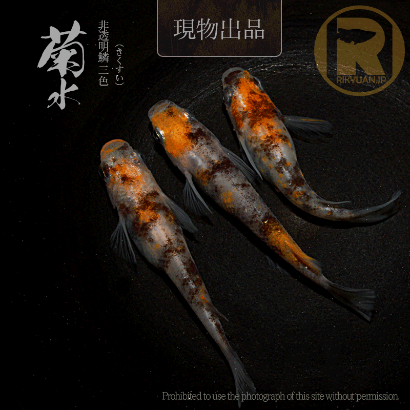 【現物販売】菊水〈オス1＋メス2〉25C22-8の1枚目のメダカ