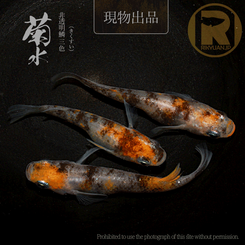 【現物販売】菊水〈オス1＋メス2〉25C22-8の2枚目のメダカ
