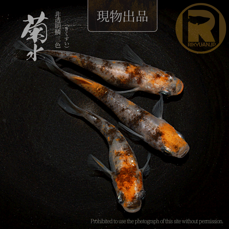 【現物販売】菊水〈オス1＋メス2〉25C22-8