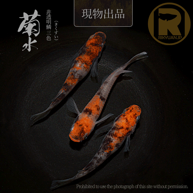 【現物販売】菊水〈オス1＋メス2〉25C22-9の1枚目のメダカ